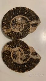 Ammonite fossile mineralizzata 22x18 Marocco