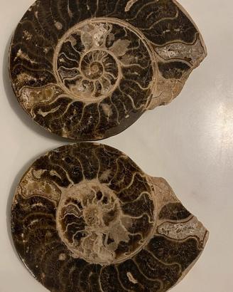 Ammonite fossile mineralizzata 22x18 Marocco