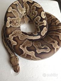 Progetto Breeding Ready: Coppia Pitoni Reali