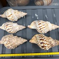 Charonia Tritonis 17 cm circa (prezzo per pezzo)