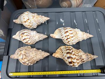 Charonia Tritonis 17 cm circa (prezzo per pezzo)