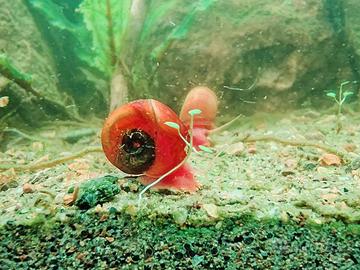 Chiocciole acquatiche - Planorbella duryi