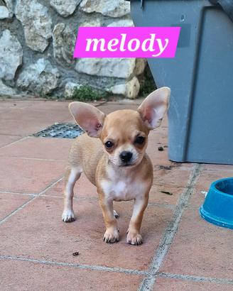 cucciola di chihuahua