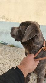 Femmina cane corso