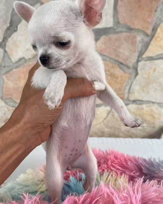 Chihuahua femmina mini con pedigree