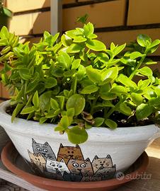 Aptenia Cordifolia in vaso decorato a mano