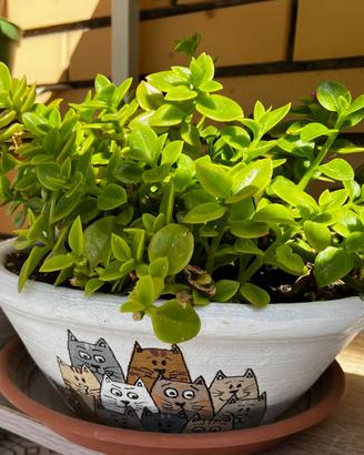 Aptenia Cordifolia in vaso decorato a mano