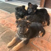 Cuccioli pastore tedesco con pedigree