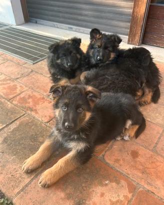 Cuccioli pastore tedesco con pedigree