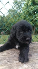 Cuccioli pastore tedesco/, Golden retriver