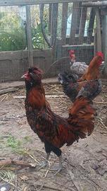 Padovana ciuffata oro