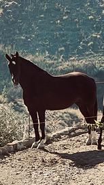 Quarter per spagnola