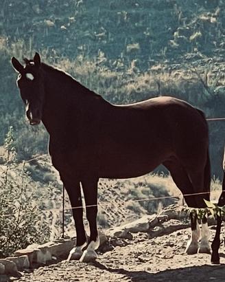 Quarter per spagnola