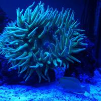 Anemone Quadricolor Verde Acquario Marino