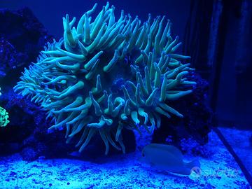 Anemone Quadricolor Verde Acquario Marino