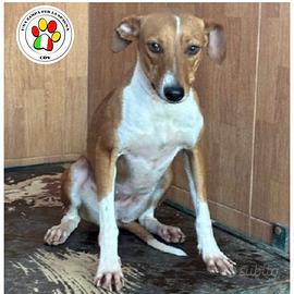 GEA la dolcezza fatta cane