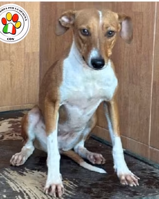 GEA la dolcezza fatta cane