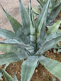 Piante di agave americana verde