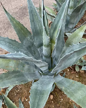 Piante di agave americana verde