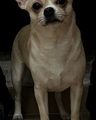 Chihuahua