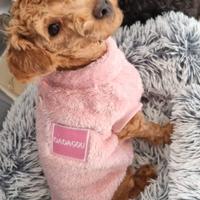 Barboncino femmina toy colore rosso