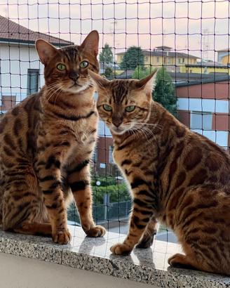 Coppia Bengala Con pedigree (Per allevamento)