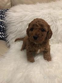 Cuccioli di barboncvini mini toy M e F