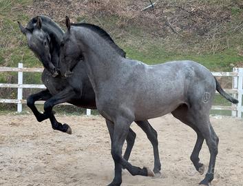 Cavalli spagnoli 2 anni