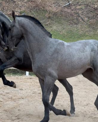 Cavalli spagnoli 2 anni