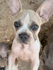 Bulldog francese