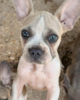 Bulldog francese