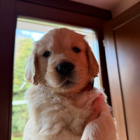 Cuccioli Golden retriever