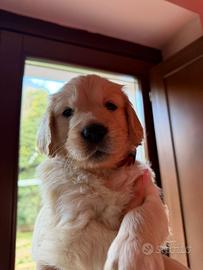Cuccioli Golden retriever