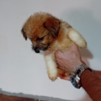 Jack Russell Ruvidi