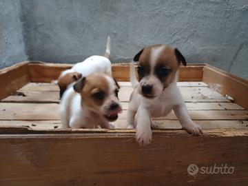 Cuccioli di Jack russell