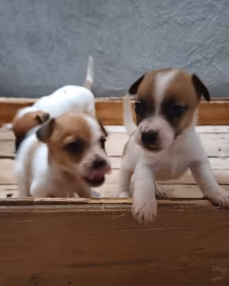 Cuccioli di Jack russell