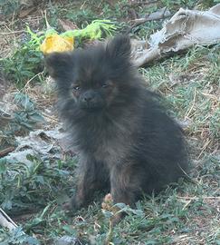 Spitz tedesco nano