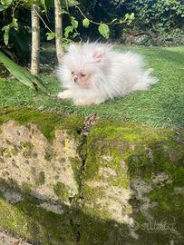 Cucciola di spitz Pomerania mini