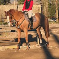 Castrone kwpn del 2010