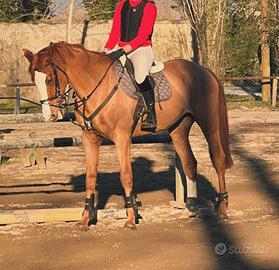 Castrone kwpn del 2010