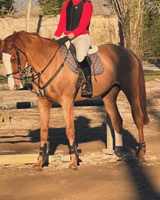 Castrone kwpn del 2010