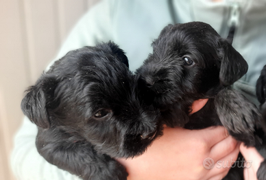 Schnauzer medi neri cuccioli maschi