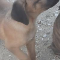 Cucciolo in adozione