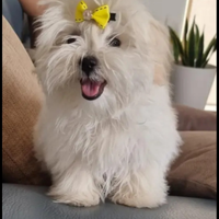 Maltese coreano nati 24.01 disponibile