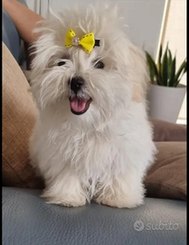 Maltese coreano nati 24.01 disponibile