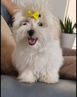 Maltese coreano nati 24.01 disponibile