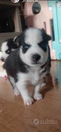 Cuccioli di husky