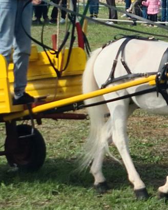 Carretto per pony