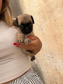 Cuccioli di Carlino