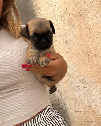 Cuccioli di Carlino